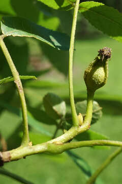 Image of bitternut hickory