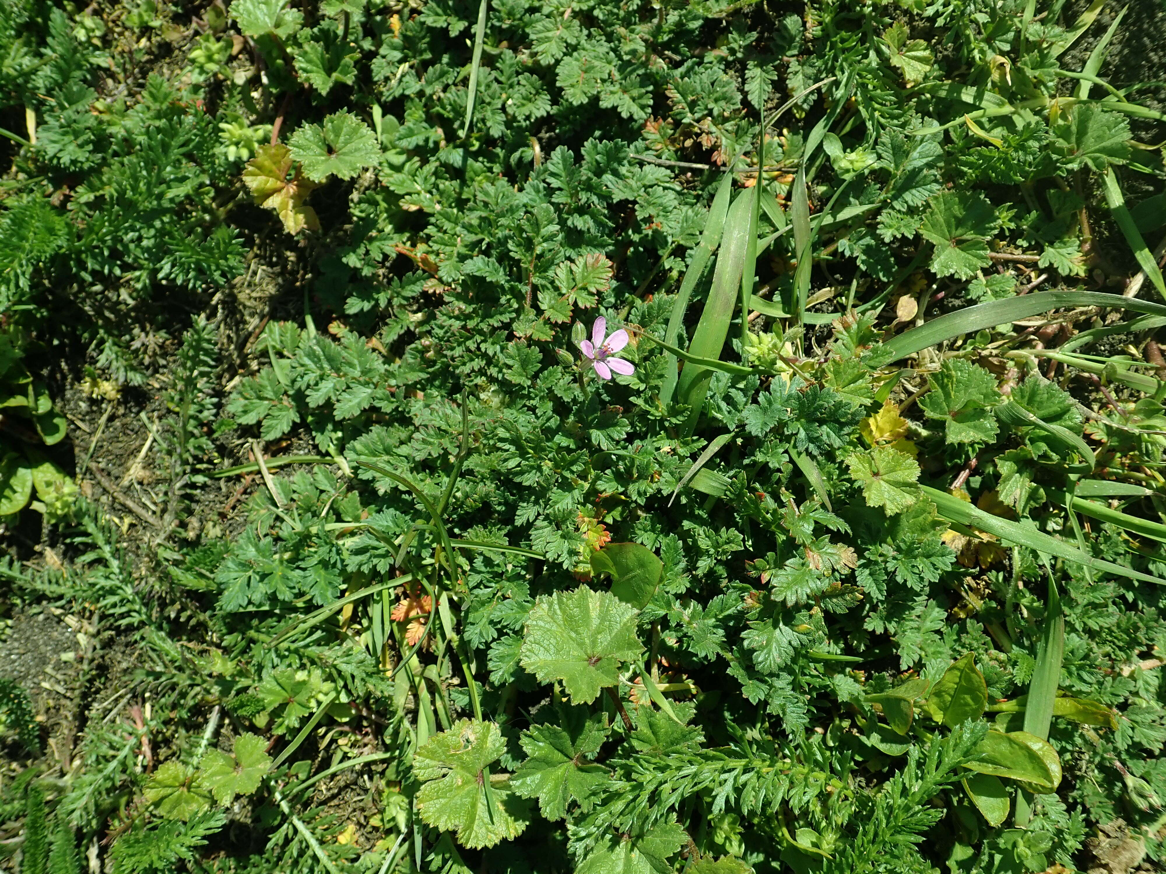 Imagem de Erodium cicutarium (L.) L'Her.