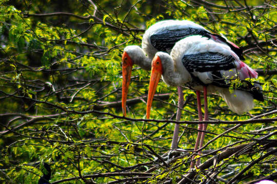 Image of Painted Stork