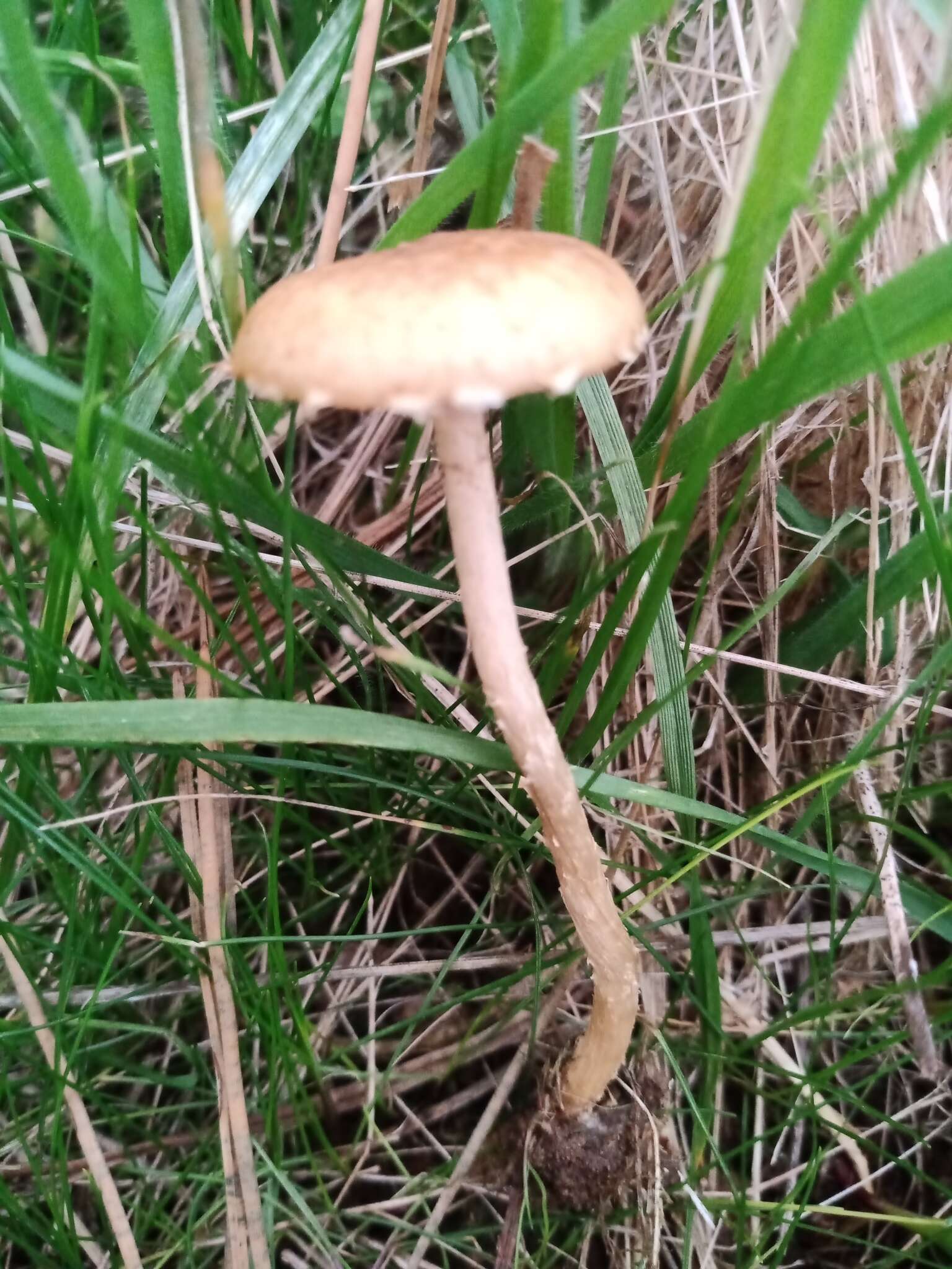 Image of Tubaria furfuracea (Pers.) Gillet 1876