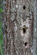 Image of Great Spotted Woodpecker