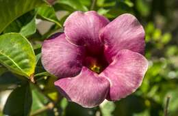 Image of purple allamanda