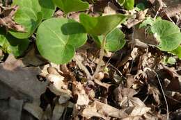 Image of European wild ginger