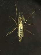 Image of Buzzer midge