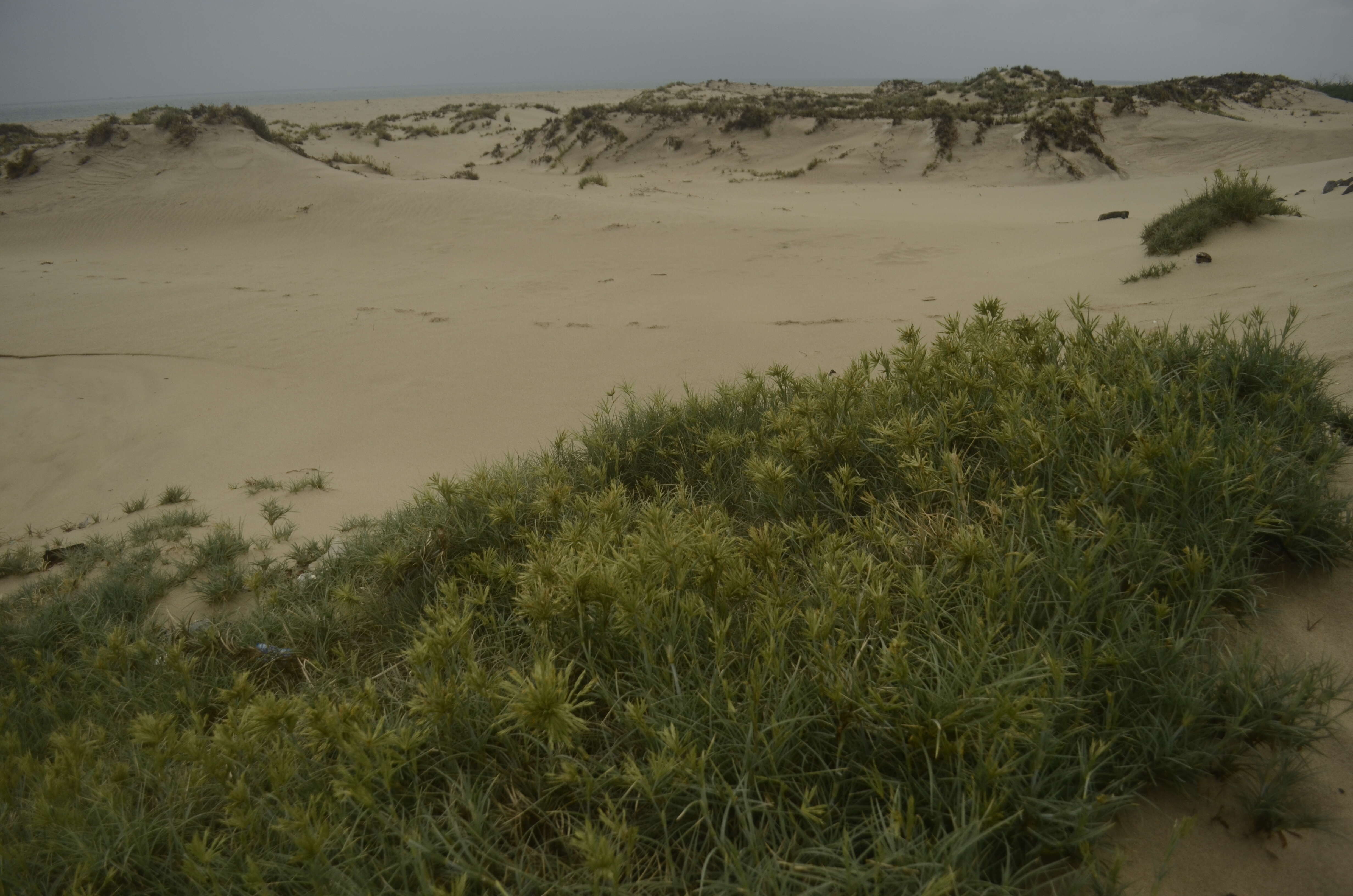 Image of Spinifex littoreus (Burm. fil.) Merr.