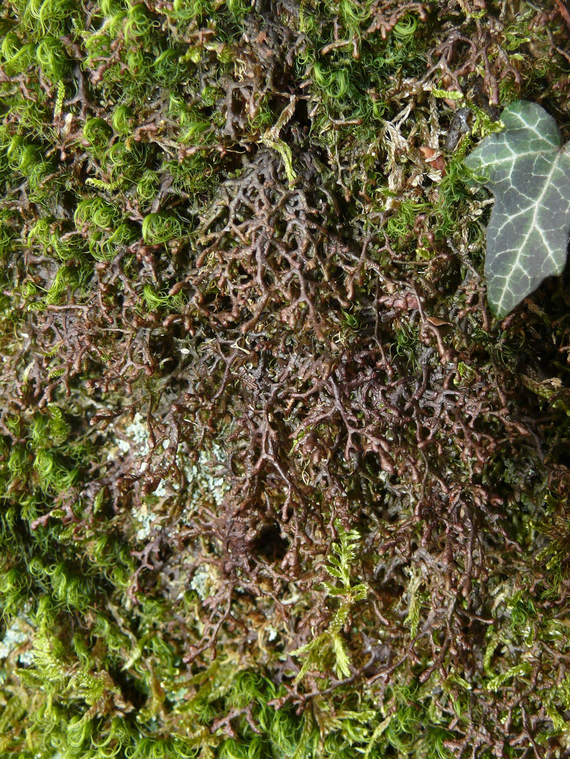 Image of Tamarisk Scalewort