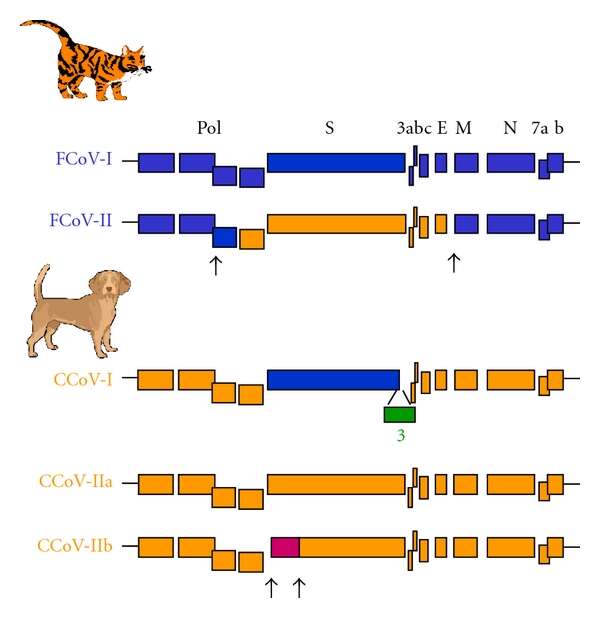 Alphacoronavirus resmi