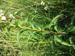 Image of Grecian foxglove