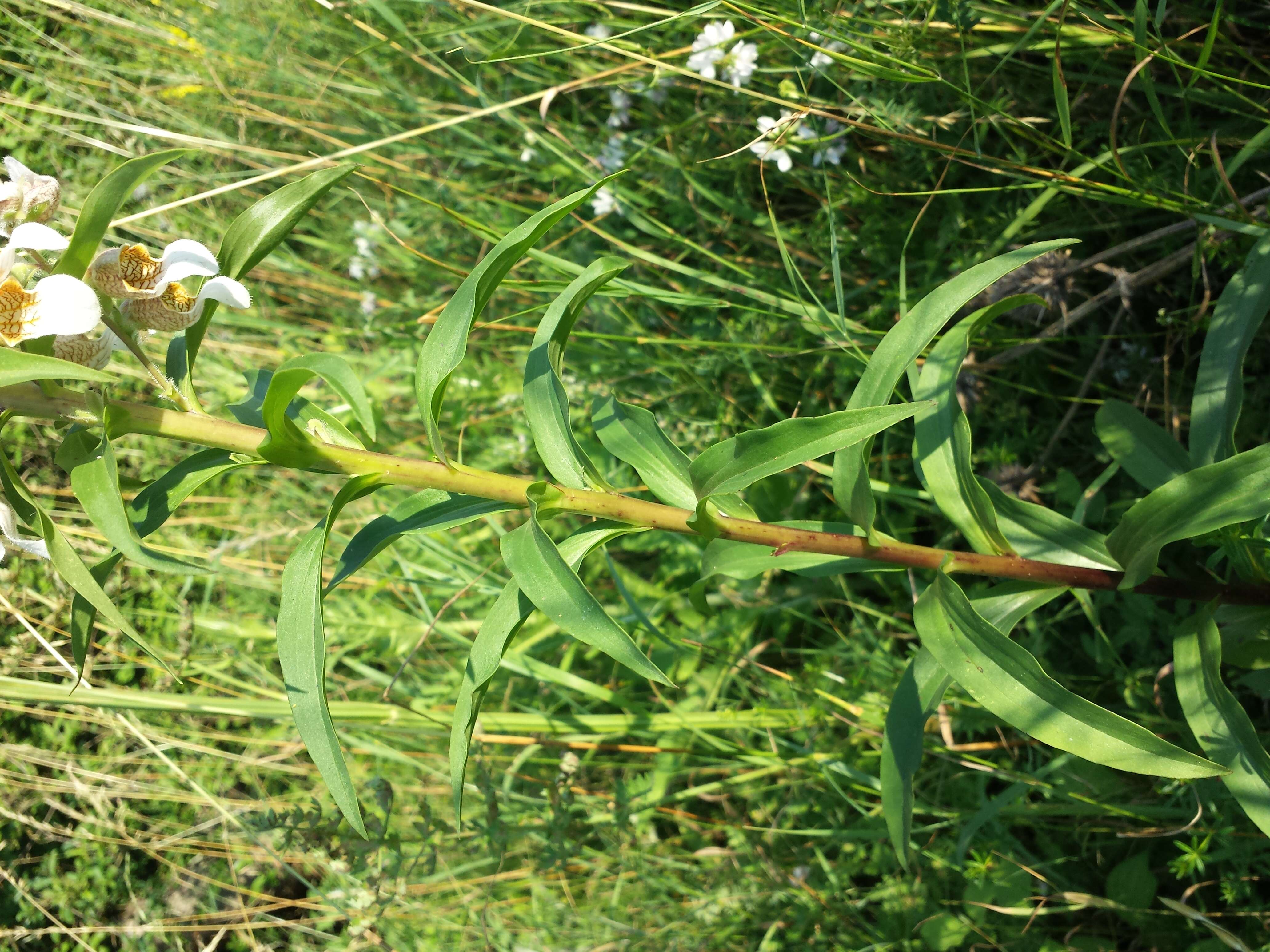 Image of Grecian foxglove