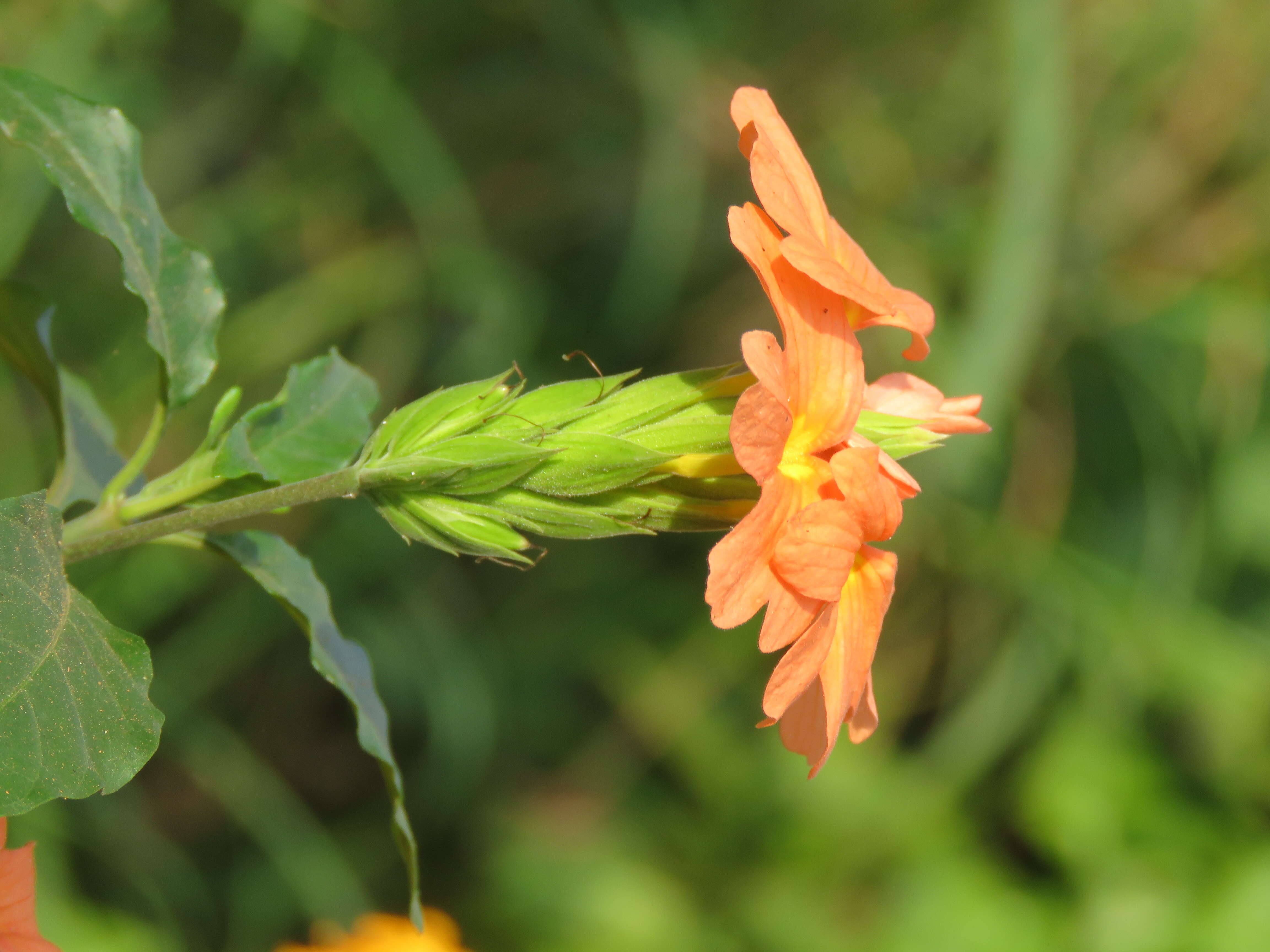 Imagem de Crossandra infundibuliformis (L.) Nees