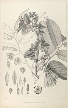 Image of Cananga brandisiana (Pierre) I. M. Turner