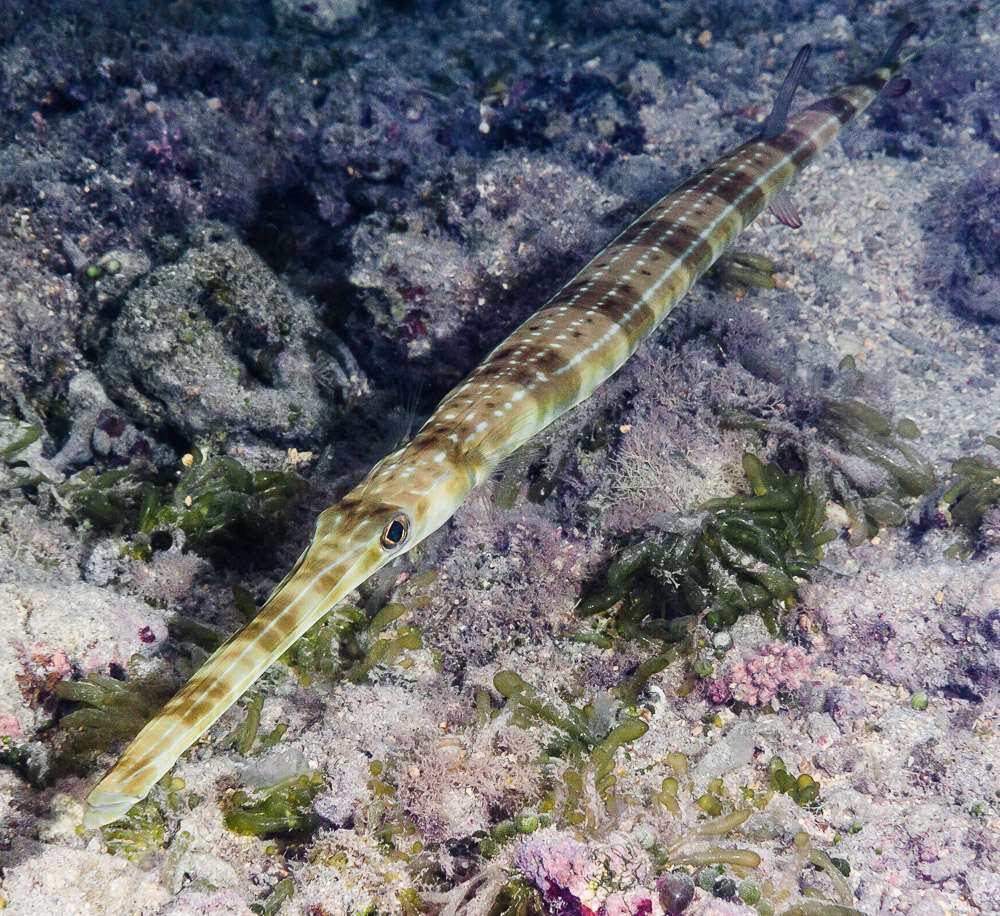 Image of Bluespotted cornetfish