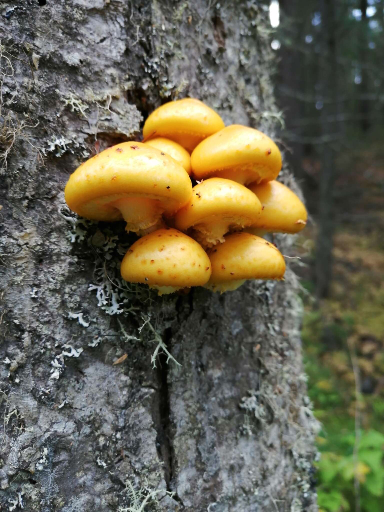 Plancia ëd Pholiota aurivella (Batsch) P. Kumm. 1871