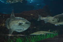 Image of Mola