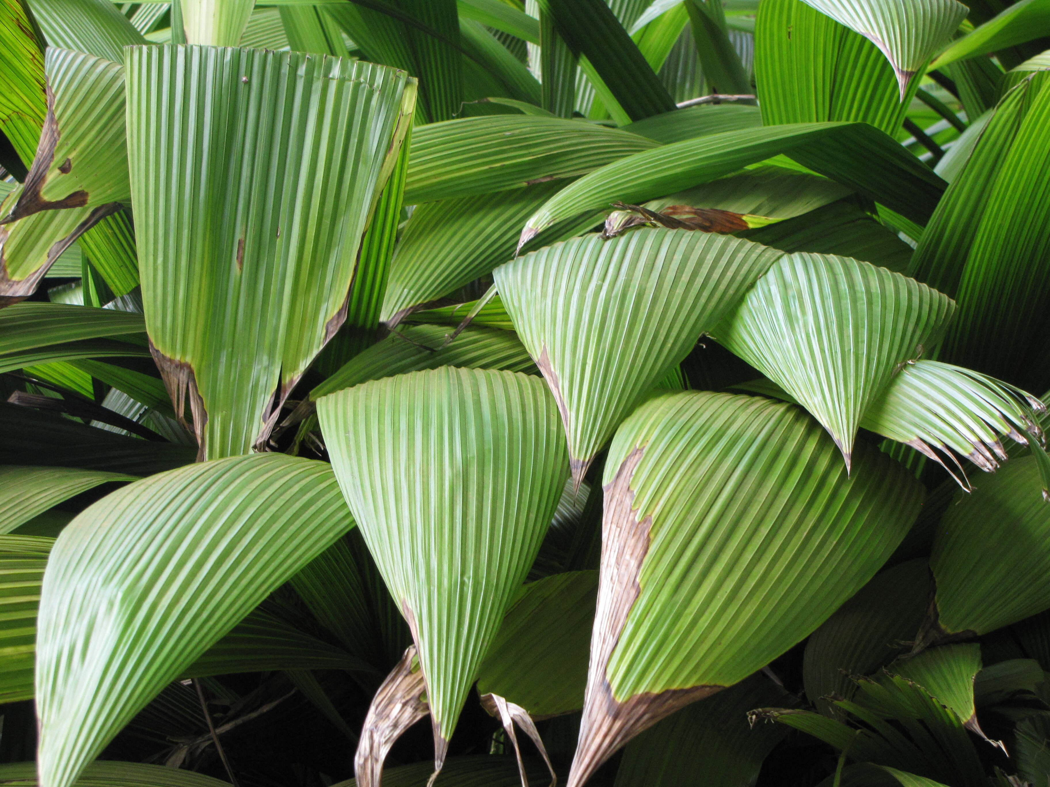 Image de Setaria palmifolia (J. Koenig) Stapf