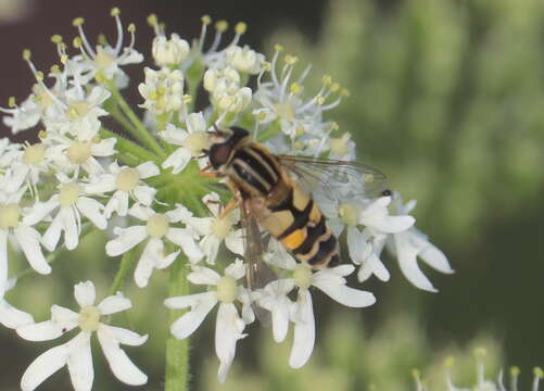 Image of Helophilus trivittatus (Fabricius 1805)