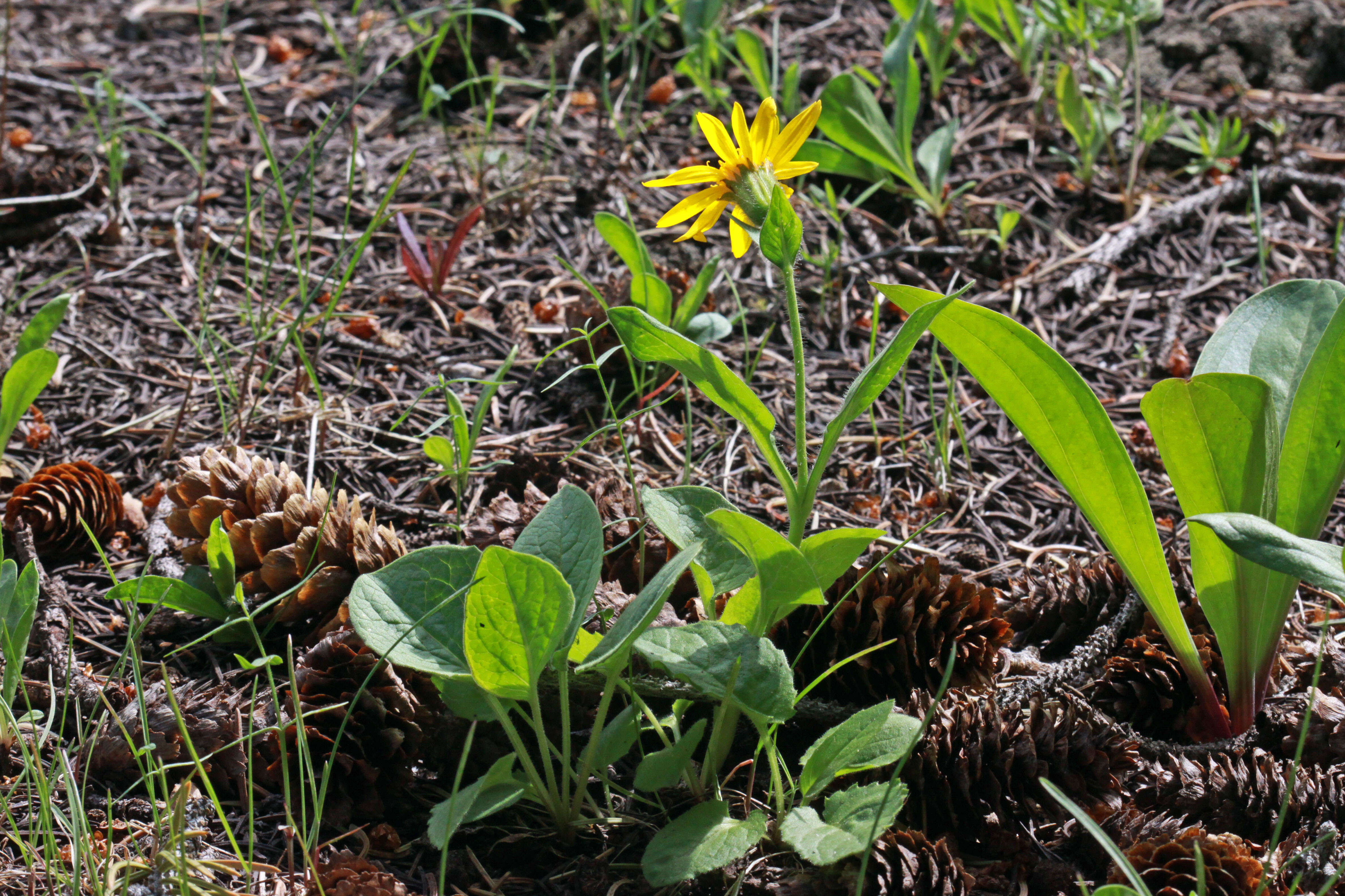 Image of heartleaf arnica