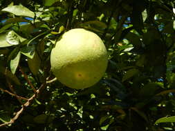 Image of Citrus maxima