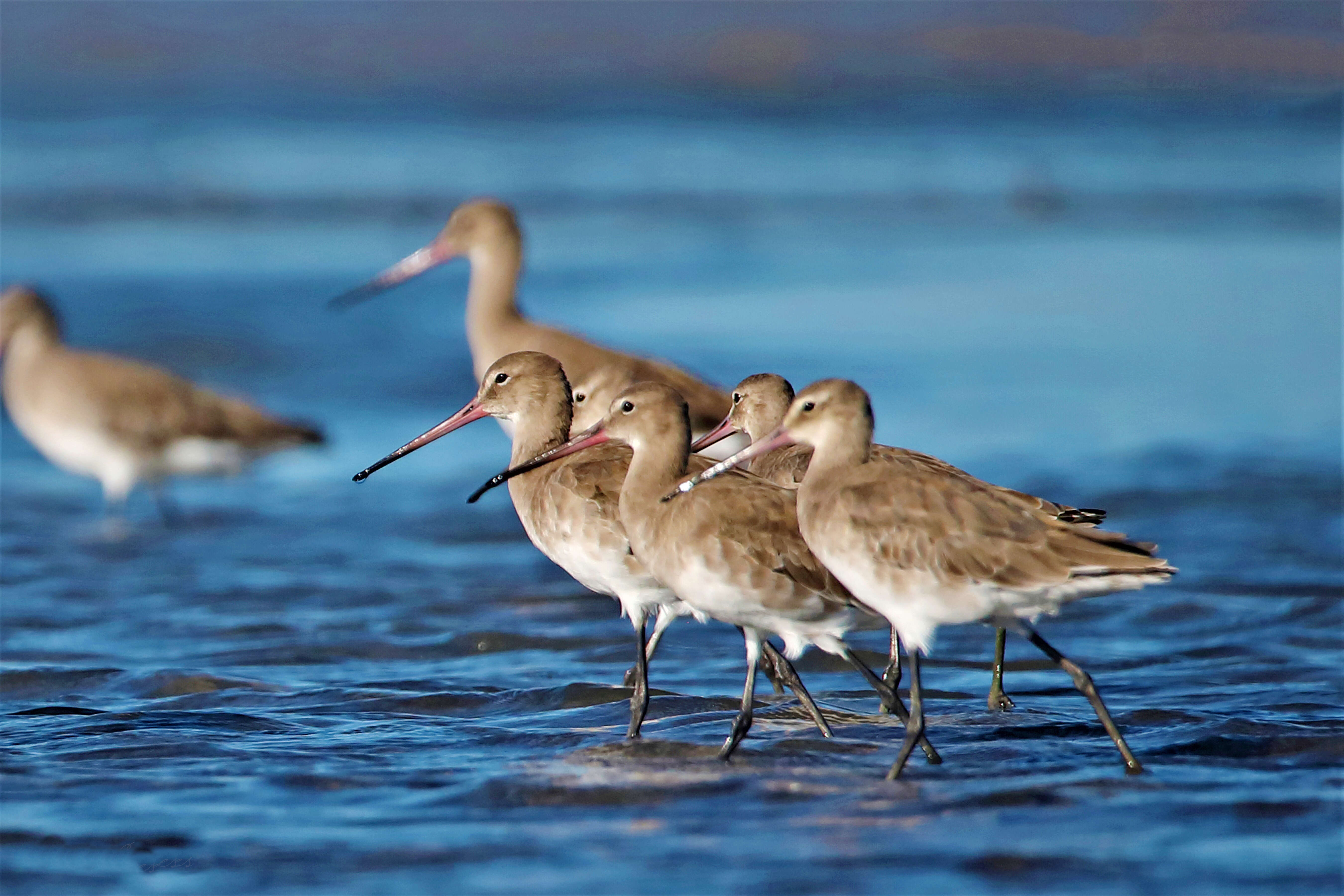 Image of Black-tailed Godwit