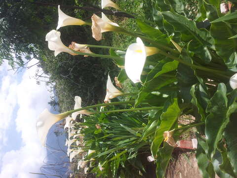 Image of calla lily