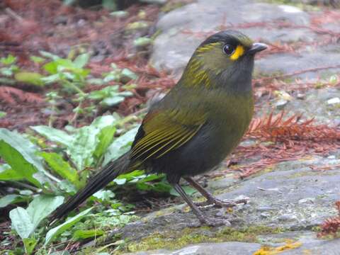 Image of Liocichla Swinhoe 1877