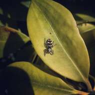 Image of Zebra spider