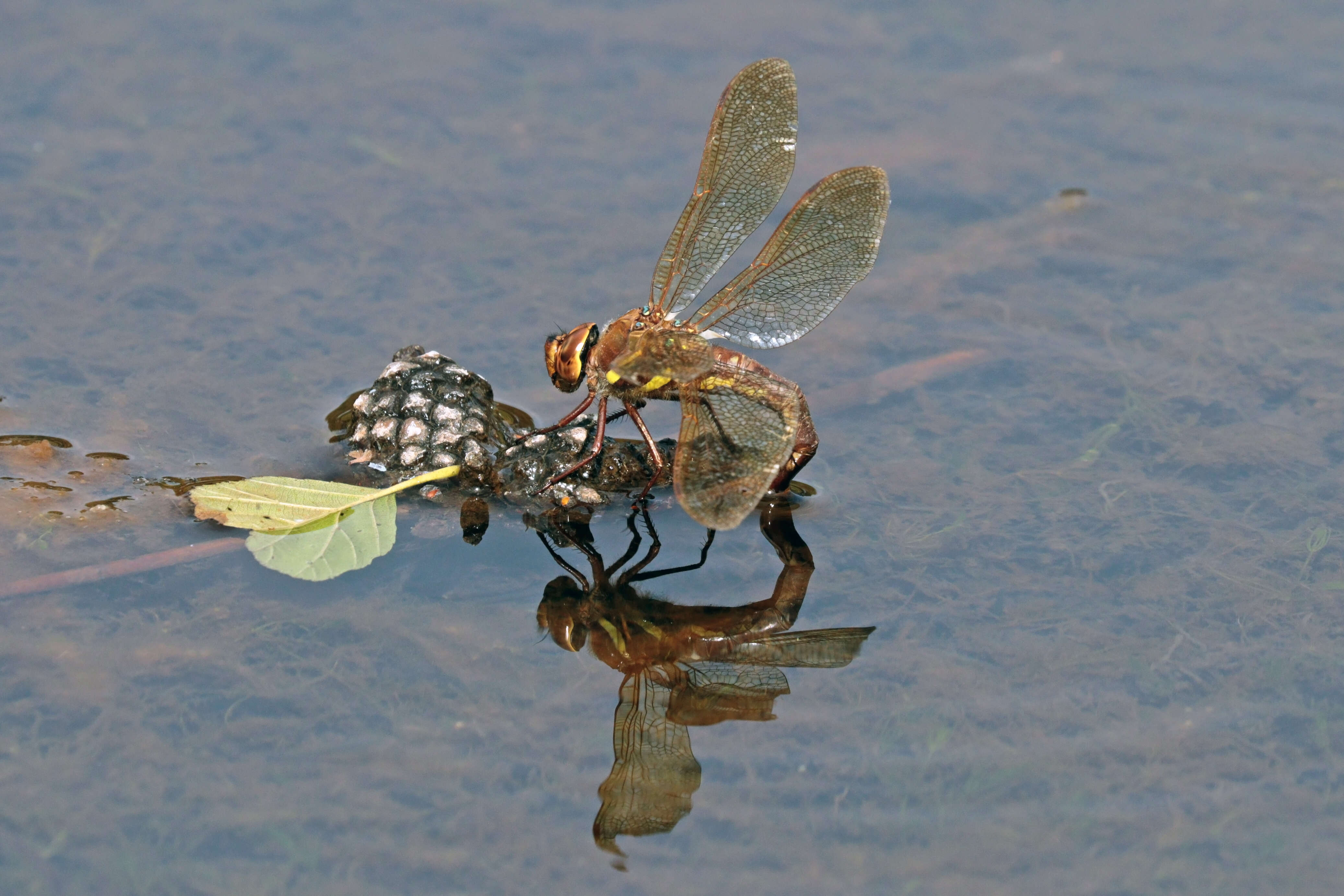 Image of Migrant Hawker