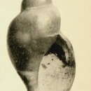 Image of Xanthodaphne dalmasi (Dautzenberg & H. Fischer 1897)