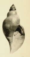 Image of Xanthodaphne dalmasi (Dautzenberg & H. Fischer 1897)