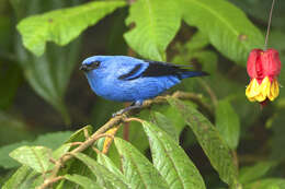 Image of Blue-and-black Tanager