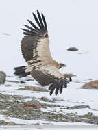 Imagem de Gyps himalayensis Hume 1869