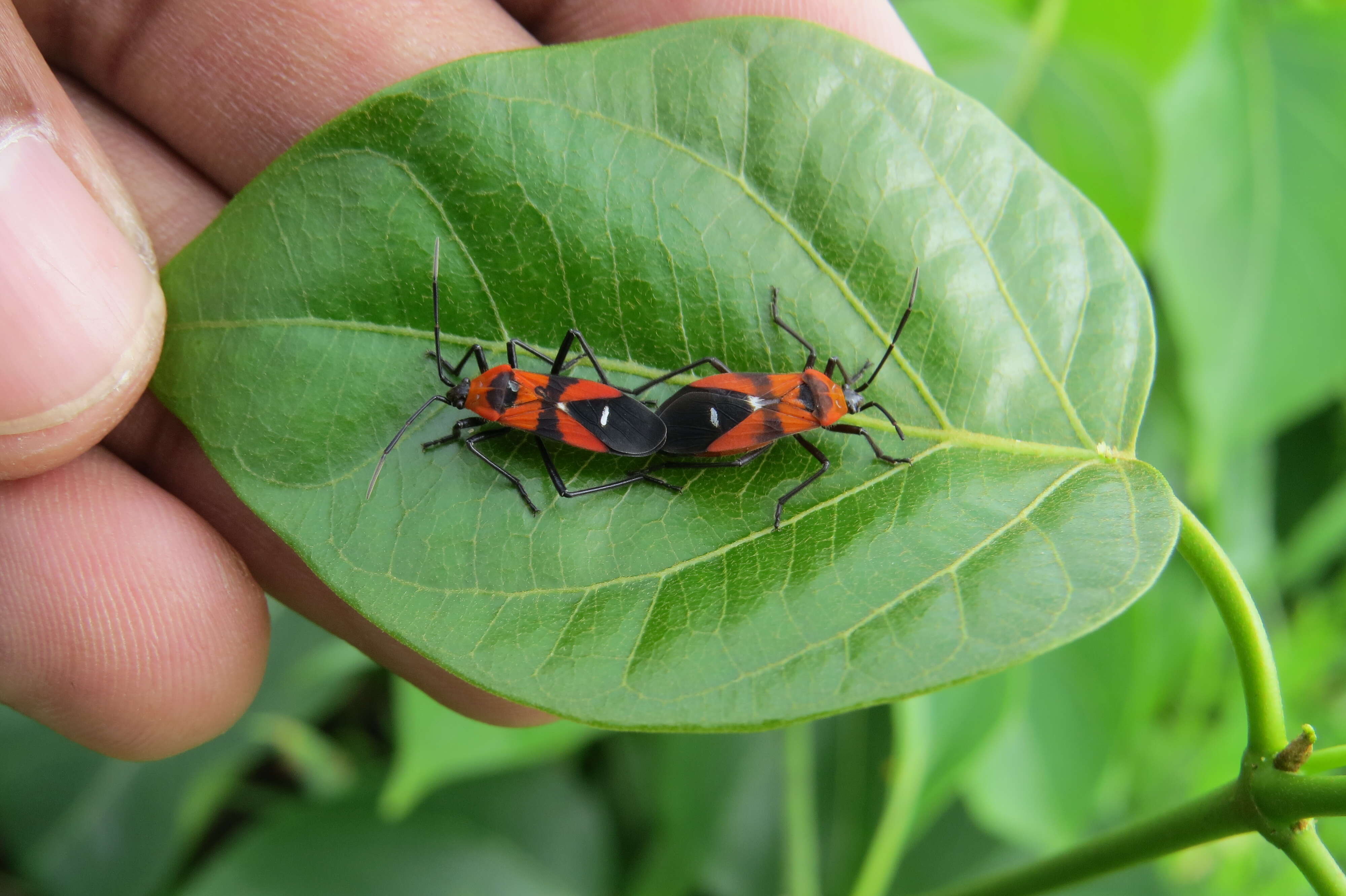 Image of Marsdenia volubilis (L. fil.) Cooke