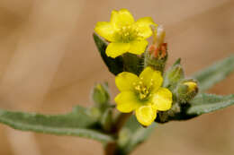 Image of variegated-bract blazingstar