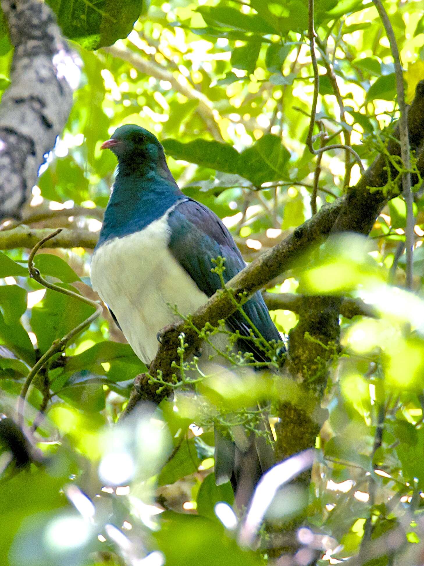 Image of Kererū