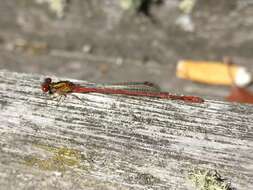 Image of Common Redcoat Damselfly