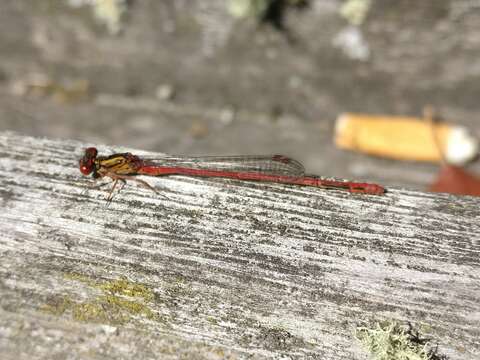 Image of Common Redcoat Damselfly