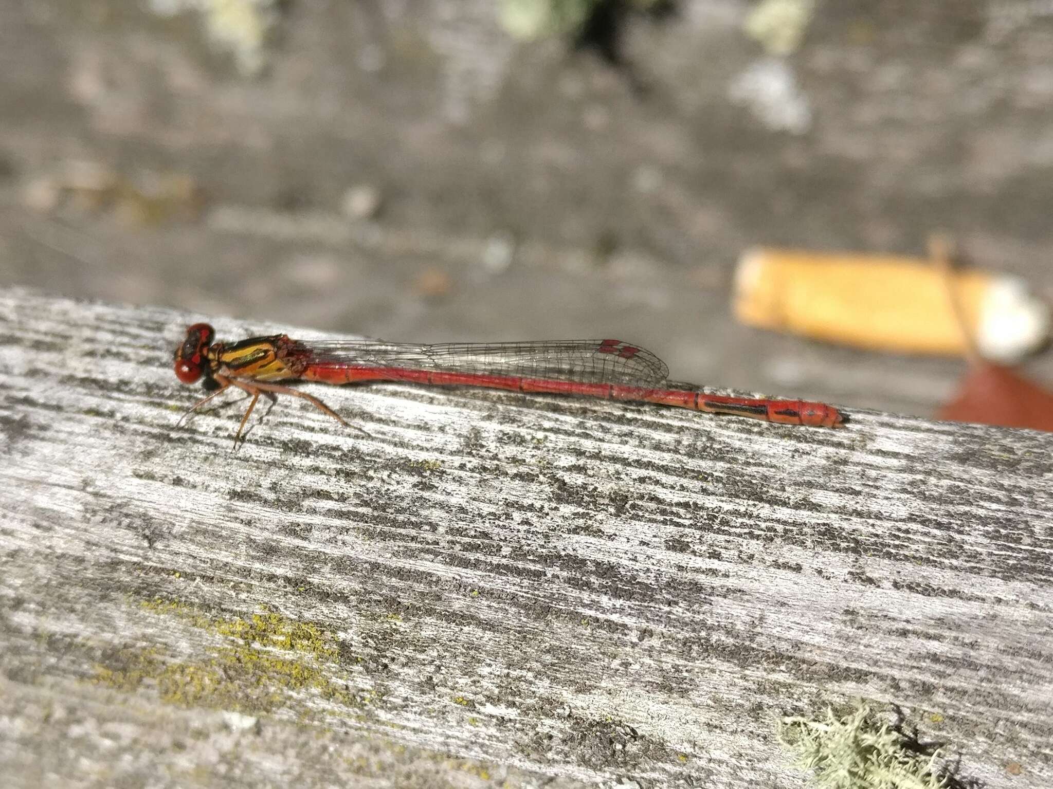 Image of Common Redcoat Damselfly