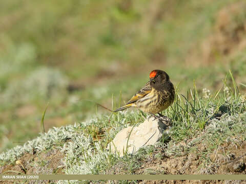 Image of Fire-fronted Serin