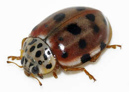 Image of Ladybird beetle