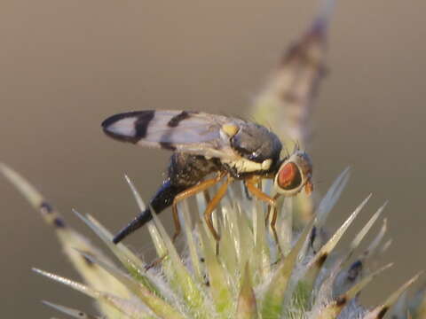 Image of Urophora stylata (Fabricius 1775)