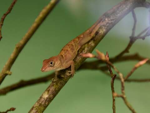 Image of Large-headed anole