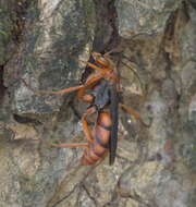 Image of Tachypompilus ferrugineus