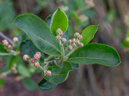 Image of Black Chokeberry