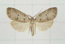 Image of Eugoa grisea Butler 1877