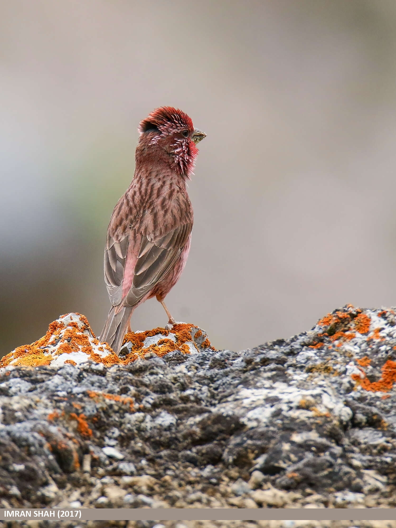 Plancia ëd Carpodacus rhodochlamys (Brandt & JF 1843)