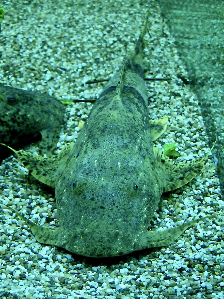 Image of Devil catfish