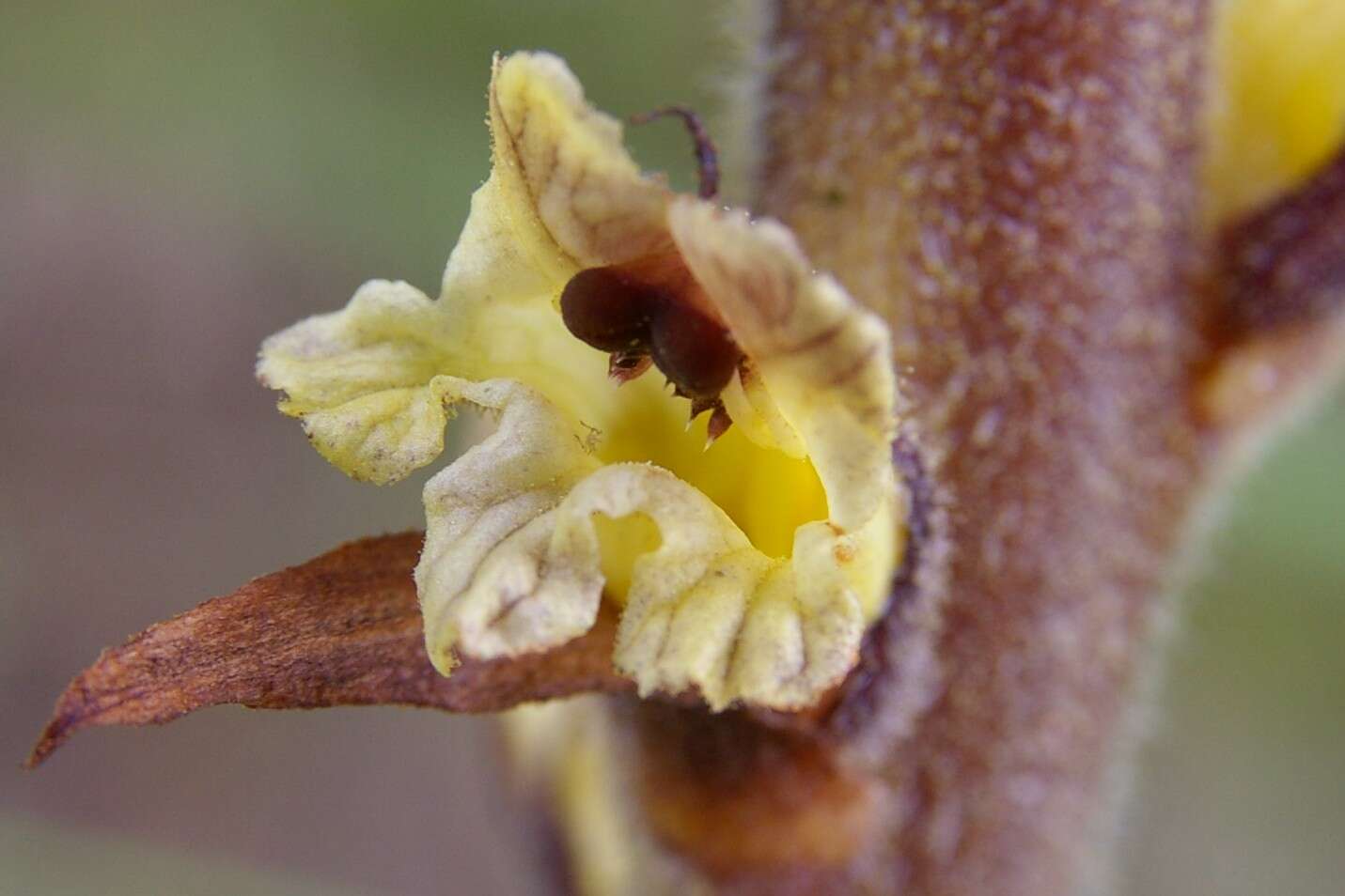 Imagem de Orobanche reticulata Wallr.