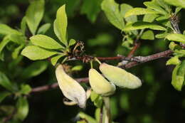 Image of Bladder Plum Gall