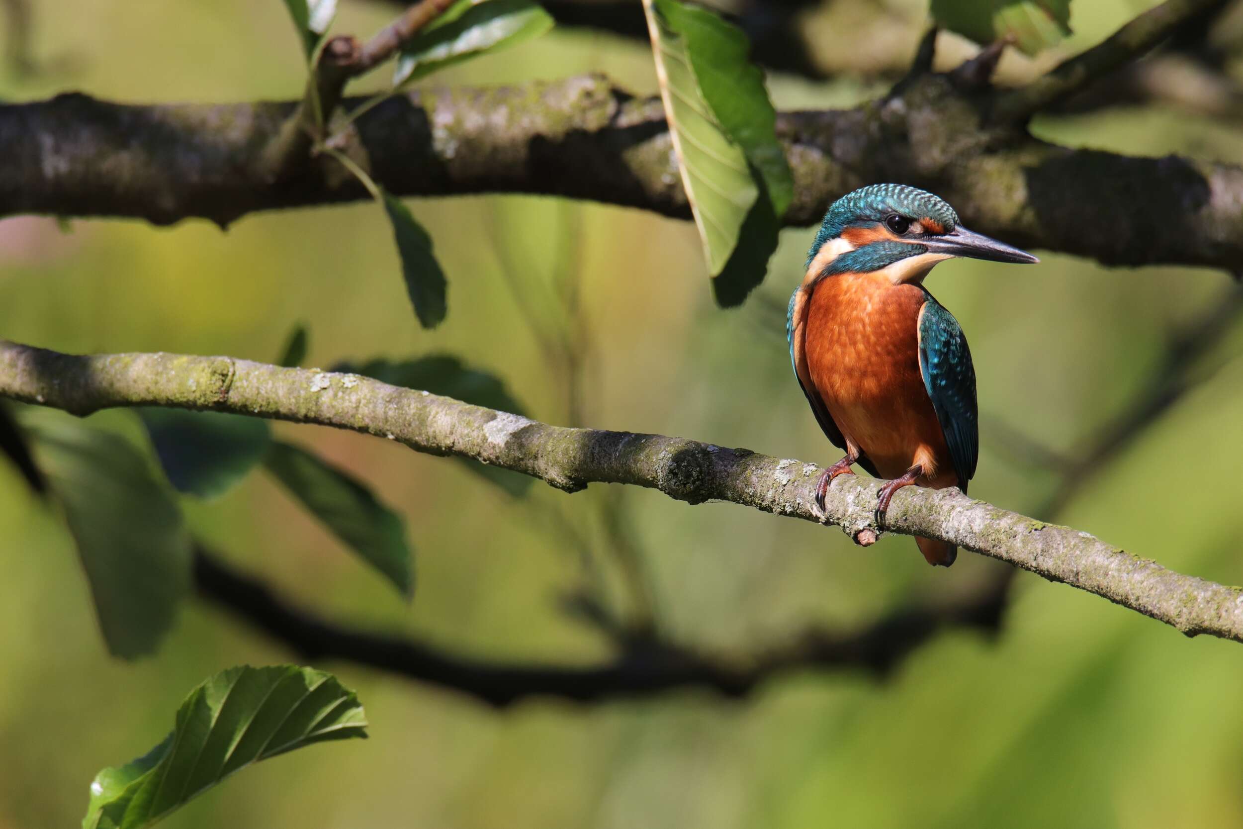 Image of Common Kingfisher