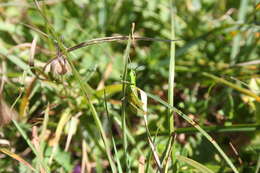 Image de Euthystira